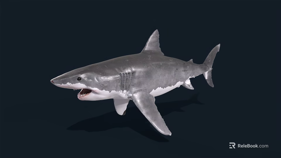 Great White Shark Swimming With Open Mouth Sharp Teeth Gray Skin 3d model 