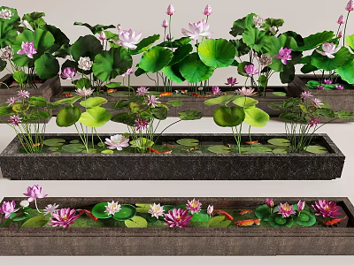 Lush Courtyard Garden Featuring Lotus Flowers And Leaves In Rectangular Ponds With Colorful Fish 3d model