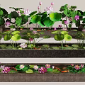Lush Courtyard Garden Featuring Lotus Flowers And Leaves In Rectangular Ponds With Colorful Fish