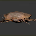 Detailed Close Up View Of Brown Cockroach Body Exoskeleton On Dark Background