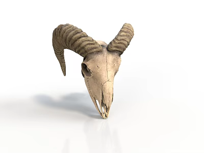 Sheep Skull With Curved Horns Isolated On White Background Showing Natural Features 3d model