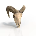 Sheep Skull With Curved Horns Isolated On White Background Showing Natural Features