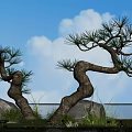 Twisted Trunk Trees With Lush Foliage Against Blue Sky And White Clouds