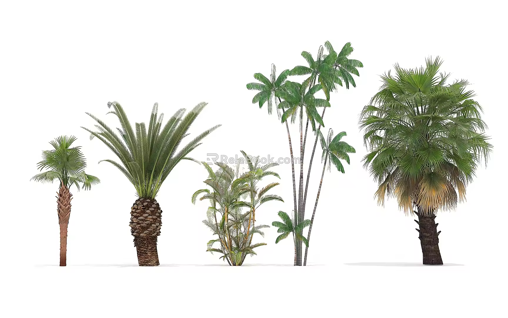 Tropical Landscape Coconut Tree 3d model