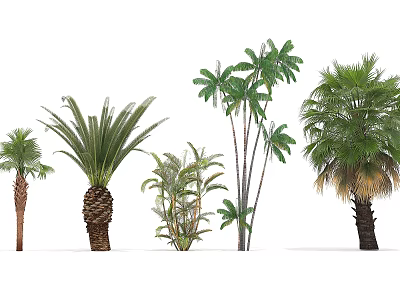 Tropical Landscape Coconut Tree 3d model