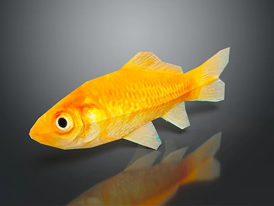 Golden Aquatic Animal Goldfish With Shiny Scales And Reflection On Dark Background 3d model
