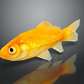 Golden Aquatic Animal Goldfish With Shiny Scales And Reflection On Dark Background