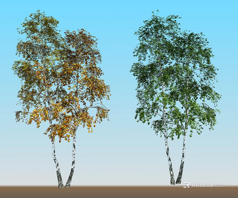 Birch Trees with White Trunks Displaying Autumn and Summer Foliage 3d model 