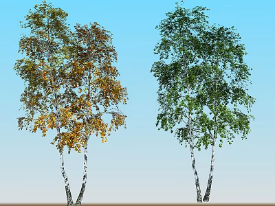 Birch Trees with White Trunks Displaying Autumn and Summer Foliage 3d model