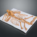Animal Skeleton Anatomy Showing Skull Ribs Spine and Limb Bones on White Mat