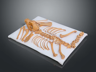Animal Skeleton Anatomy Showing Skull Ribs Spine and Limb Bones on White Mat 3d model