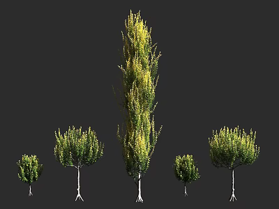 Arbor Trees In Various Sizes With Green Foliage And Natural Growth Forms 3d model