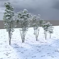 Snow Covered Arbor Trees In Winter Scene With Snowy Ground Rocks And Overcast Sky