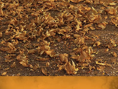 Golden Fallen Leaves Scattering Across Scenic Outdoor Ground in Autumn 3d model