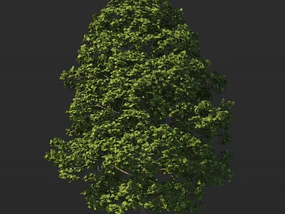 Healthy Mature Arbor with Lush Green Dense Foliage Isolated on Dark Background 3d model
