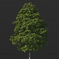 Healthy Mature Arbor with Lush Green Dense Foliage Isolated on Dark Background