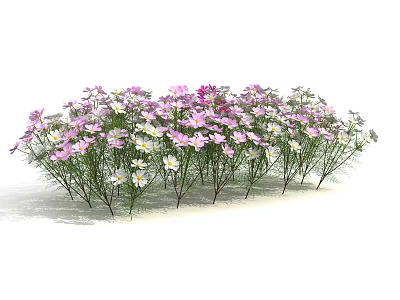 Blooming Pink And White Flowers With Green Stems In Garden Cluster 3d model
