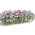 Blooming Pink And White Flowers With Green Stems In Garden Cluster