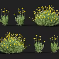 Vibrant Yellow Flowers on Green Plants Featuring Multiple Plants with Various Sizes and Shapes