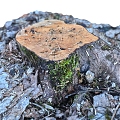 tree stump scanning tree stump root tree old tree dead tree scanning tree 3d model