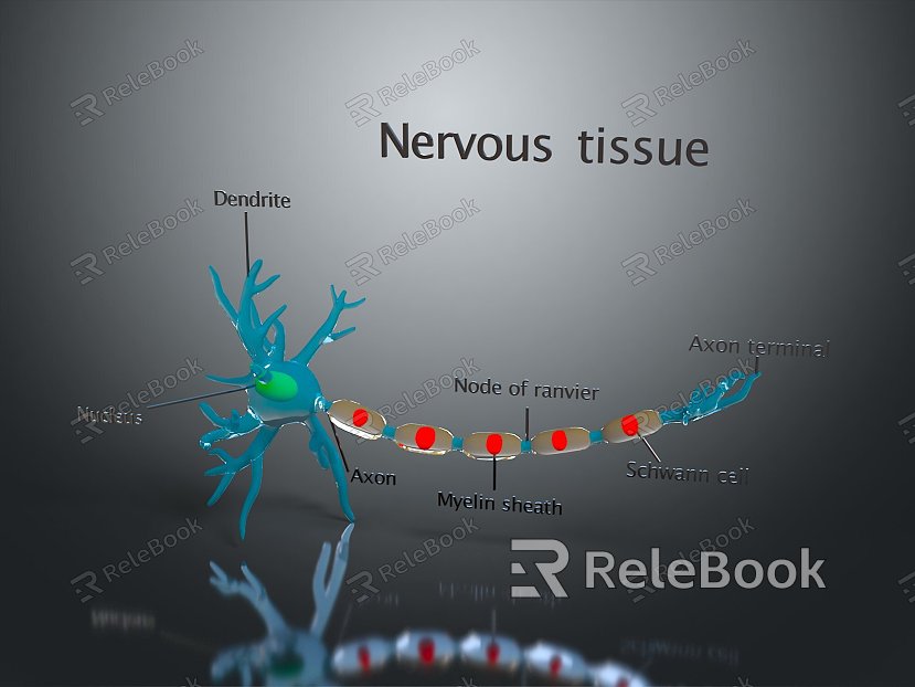 Chapter 7 Nerve tissue Nerve arch model