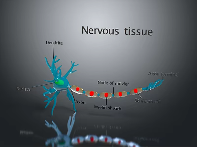 Educational Nervous Tissue Poster With Dendrite Axon And Myelin Sheath Structure 3d model