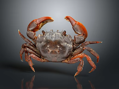 modern crab sea crab river crab hairy crab 3d model modern crab sea crab river crab hairy crab 3d model