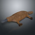 platypus red-tailed platypus leopard platypus 3d model