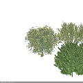 Different Types Of Garden Shrubs With Green Foliage And Flowering Varieties For Outdoor Landscaping