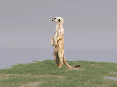 Reptile Standing Upright On Green Grassland Looking Alertly Into Distance 3d model Reptile Standing Upright On Green Grassland Looking Alertly Into Distance 3d model