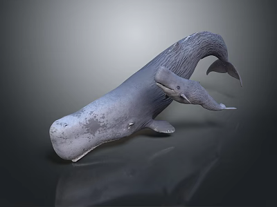 Majestic Whale Mother and Baby Calf Aquatic Animal Swimming Together 3d model