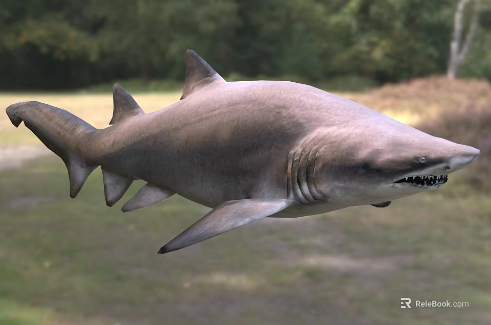 Large Grey Shark With Sharp Teeth Swimming In Marine Ecosystem 3d model 
