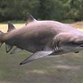 Large Grey Shark With Sharp Teeth Swimming In Marine Ecosystem