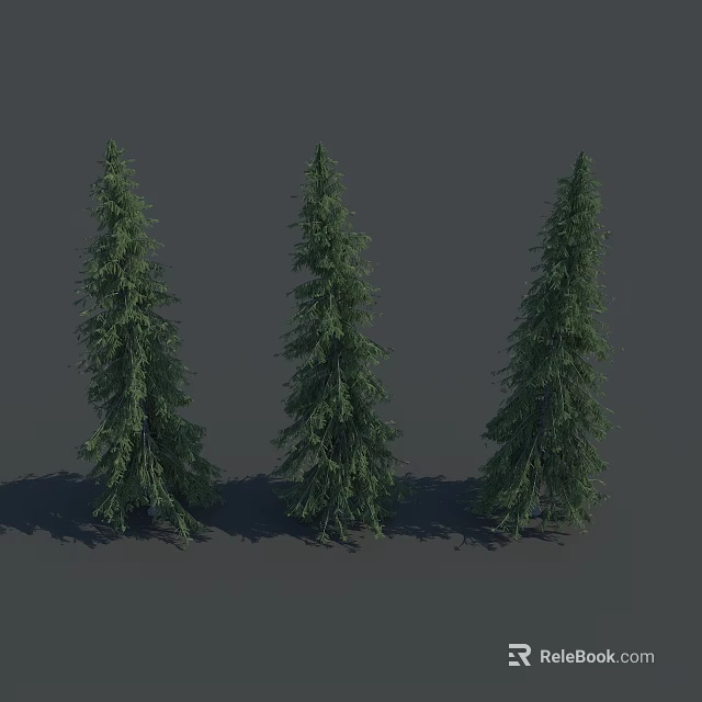 Tall Evergreen Trees With Lush Green Foliage Standing In A Row With Shadows 3d model 