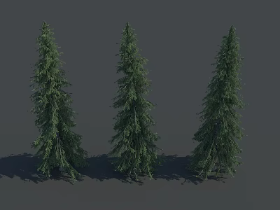 Tall Evergreen Trees With Lush Green Foliage Standing In A Row With Shadows 3d model