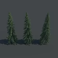 Tall Evergreen Trees With Lush Green Foliage Standing In A Row With Shadows