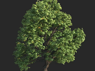 Lush Green Arbor With Thick Trunk And Full Canopy Against Dark Background 3d model