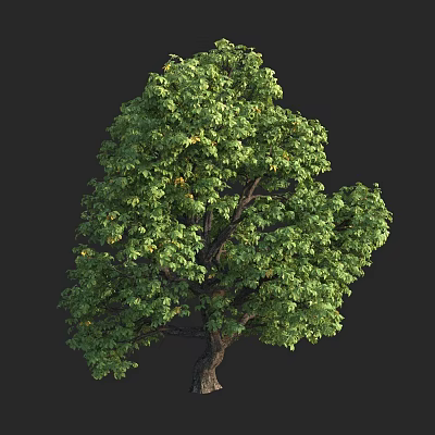 Lush Green Arbor With Thick Trunk And Full Canopy Against Dark Background 3d model