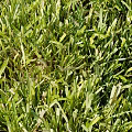 Lush Green Grass Lawn With Natural Growing Leaves And Vibrant Green Foliage