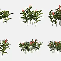 Lush Green Leafy Plants With Red Flowers In Diverse Cluster Arrangements