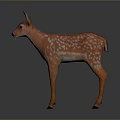 Realistic 3D Fawn Model With Brown Coat And White Spots Standing On Gray Background