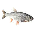 Various Colorful Aquatic Fish Species With Silver Striped And Golden Bodies