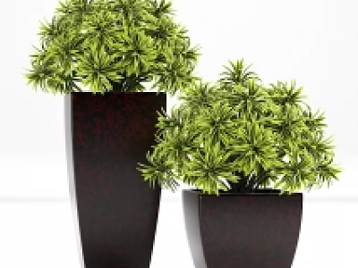 Green Bonsai Potted Plants with Textured Dark Ceramic Planters for Home Decor 3d model