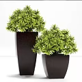Green Bonsai Potted Plants with Textured Dark Ceramic Planters for Home Decor