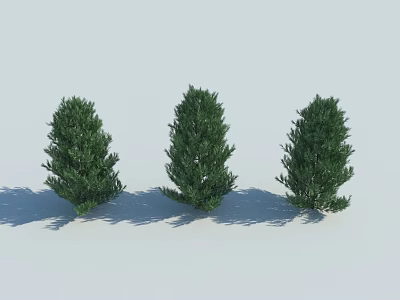 Three Green Arbor Trees Standing On White Background With Shadows 3d model