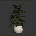 Decorative Indoor Plant With Lush Green Leaves In Light Ceramic Pot
