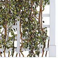 Green Vines With Lush Green Leaves Growing On White Lattice Trellis