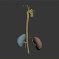 Colored 3D Anatomical Organs Model Featuring Blue Pink And Yellow Structures