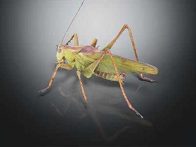 Green Grasshopper with Long Legs and Green Body on Dark Background with Reflection 3d model