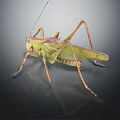 Green Grasshopper with Long Legs and Green Body on Dark Background with Reflection